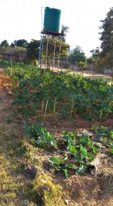 farm vegetables