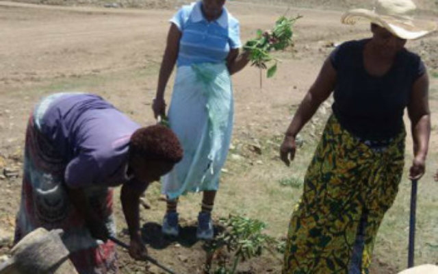 Ladies planting flowers at groundbreaking August 2015
